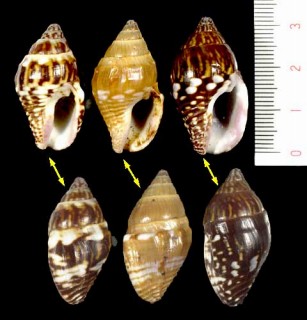 オオタモトガイ Pyrene fasciata small