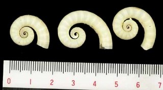 トグロコウイカ Spilura spilura small