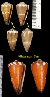 ナガサラサミナシ Conus litoglyphus small