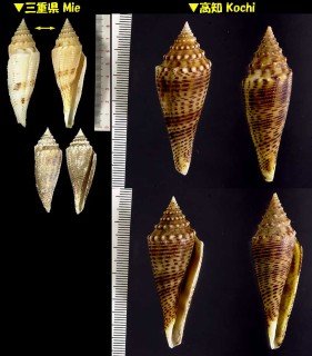 オルビニイモ Conus orbignyi small