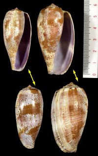 シロアンボイナ Conus tulipa small
