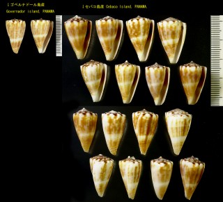 ツルギイモ Conus gladiator small