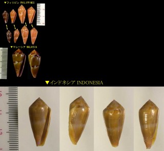 モモイロサンゴミナシ Conus corallinus small