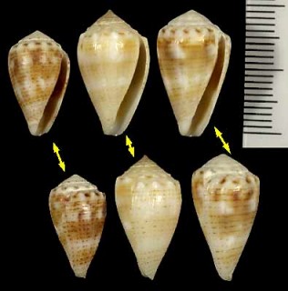 イースターサヤガタイモ Conus miliaris pascuensis small
