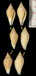 コロマンデルイモ Conus coromandelicus small