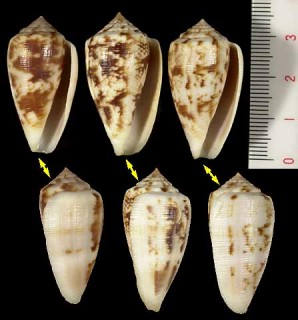 ミナミシタンイモ Conus novaehollandiae small