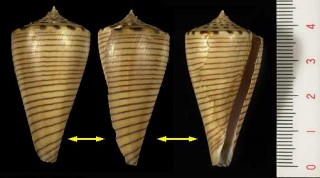 ヒラセイモ Conus hirasei small