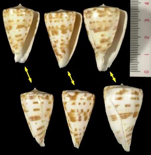 ウカレイモ Conus advertex small