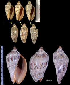 ミユキコオロギボラ Cymbiola nivosa small