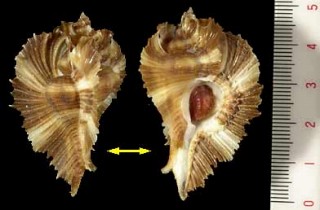 ニセバライロバショウ Pterynotus loebbeckei miyokoae small