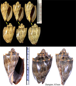 ウグイスミユキコオロギボラ Cymbiola nivosa oblita small