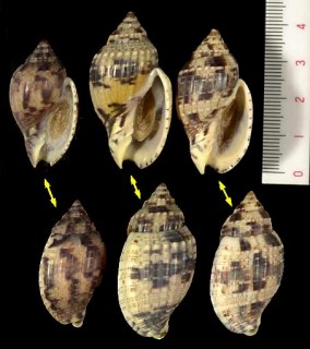 マダラフデスジボラ Lyria mitraeformis grangeri small