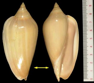 コハク(ニンギョウ)ボラ Amoria molleri small