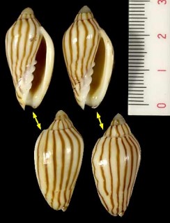 タテジマニンギョウボラ Amoria dampieria small