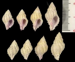 スジサンゴヤドリ Coralliophila costularis small