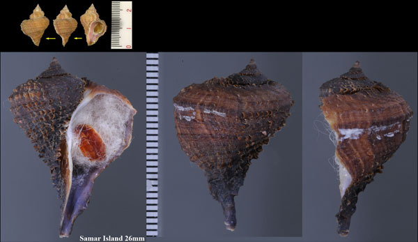 ネコジタサンゴヤドリ Coralliophila caroleae small