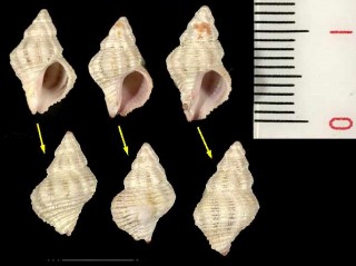 オオムラサンゴヤドリ Coralliophila ohmurai small