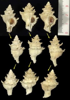 カンムリカセン Latiaxis cariniferus small