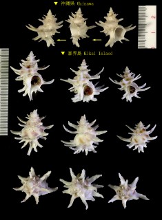 ヒメカセン Babelomurex spinosus small