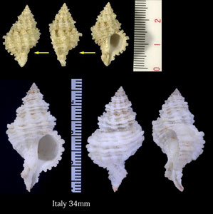 タイセイヨウサンゴヤドリ Coralliophila squamosa small