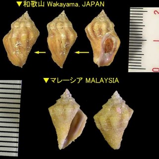 カタクチサンゴヤドリ (チャイロサンゴヤドリ) Coralliophila elvirae small