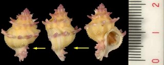 シンゴカセン Latiaxis shingomarumai small