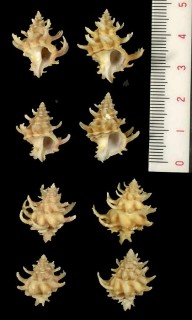 アデヤカカセン Latiaxis gemmatus small
