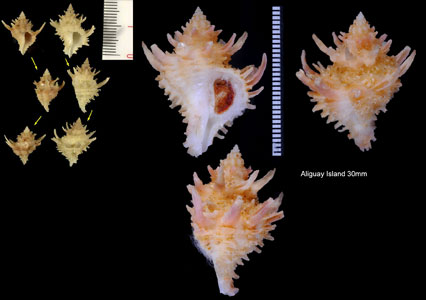トサカセン Babelomurex tosanus small