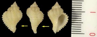 クコサンゴヤドリ Coralliophila flava small