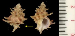 ヌリツヤカセン Latiaxis pervernicosus small