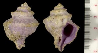 マギレサンゴヤドリ Coralliophila confusa small