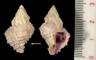 イセカセンの仲間? 未詳 Coralliophila sp. small