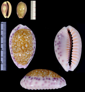 アフリカスソムラサキダカラ Ovatipsa chinensis violacea small