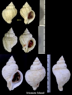 カゴメサンゴヤドリ Coralliophila squamoissima small