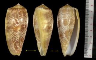 ハゴロモイモ Conus vicweei small