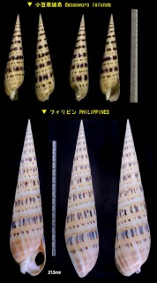 リュウキュウタケ 琉球筍 Terebra maculata small