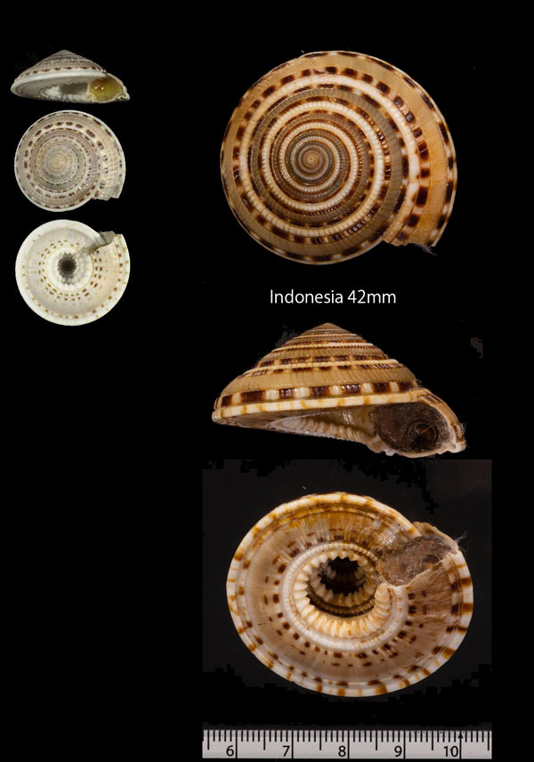 ニヨリマキミゾグルマ Architectonica taylori small