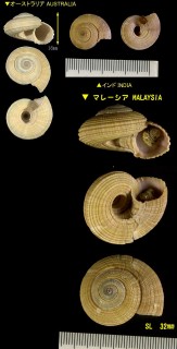 ワライロナワメグルマ Heliacus stramineus small