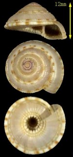 ウズラグルマ Architectonica perdix small