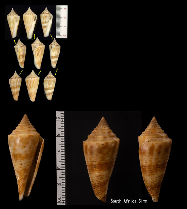 カサゴイモモドキ Conus dictator small