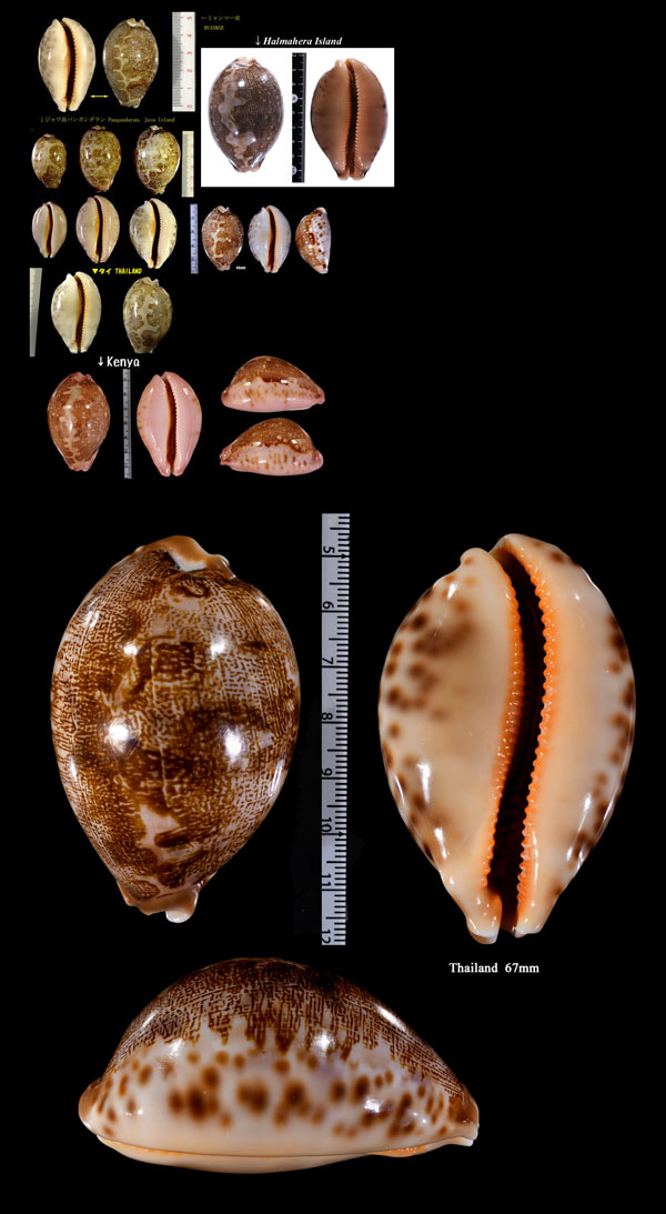 インドハラダカラ Leporicypraea mappa geographica small