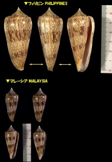 カイオウイモ Conus neptunus small
