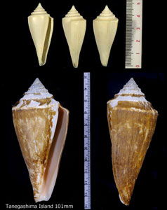 テラマチイモ Conus teramachii small