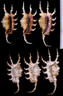 フシデサソリ Lambis scorpius scorpius small