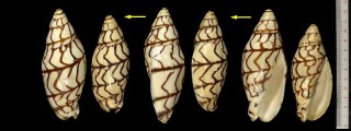 ブランデーガイ Volutoconus bednalli small