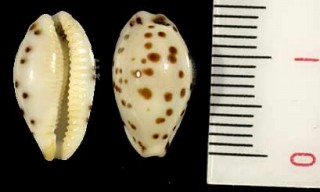 アフリカゴマフダカラ Ransoniella punctata berinii small