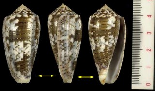 メノウイモ Conus monachus small