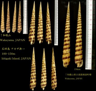 フジタギリ 藤田錐 Terebra fujitai small