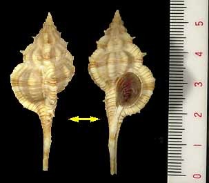 オガサワラツブリのアフリカ型 Vokesimurex gallinago fernandesi small