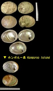 ウスヒラアワビ Haliotis laevigata small